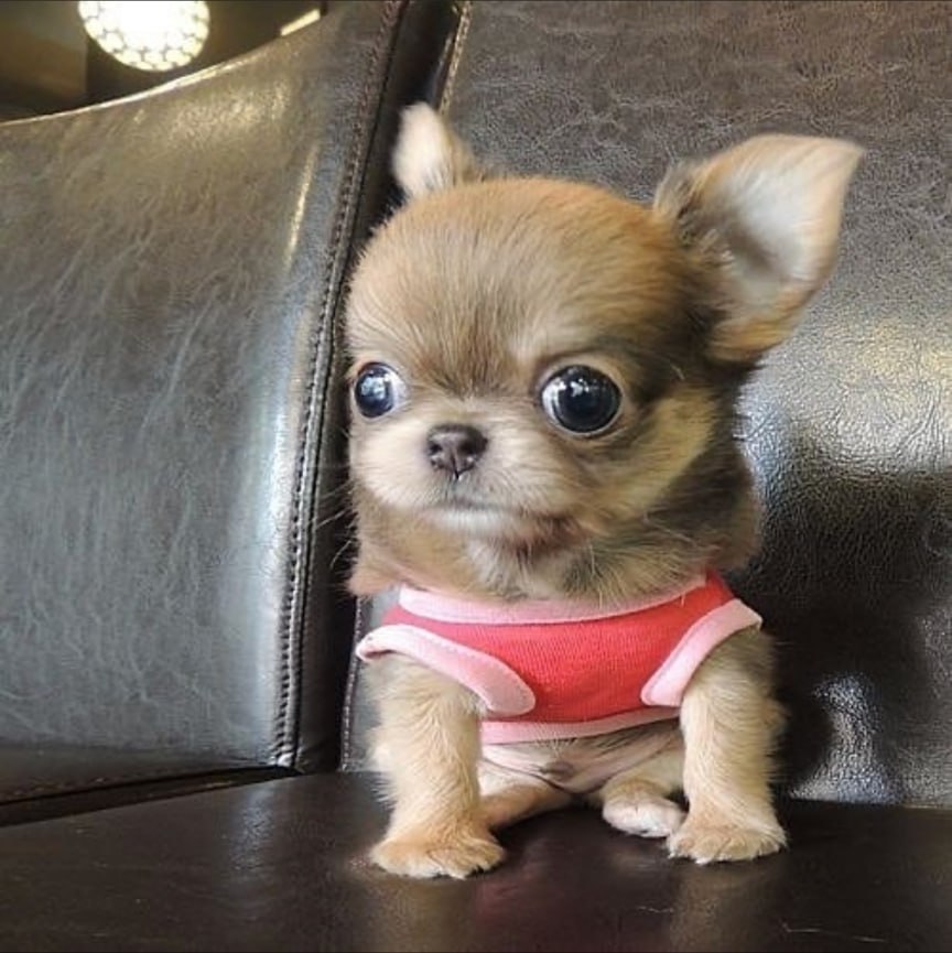 Pookie the Chihuahua